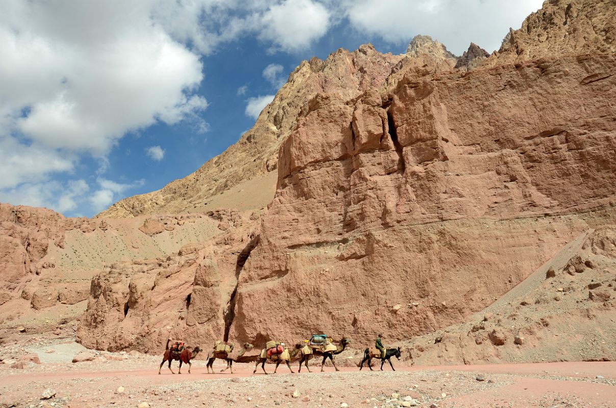 11 Camel Man Rides His Donkey Leading The Four Camels With Colourful Limestone Cliffs In Wide Shaksgam Valley Between Kerqin And River Junction Camps On Trek To K2 North Face In China
